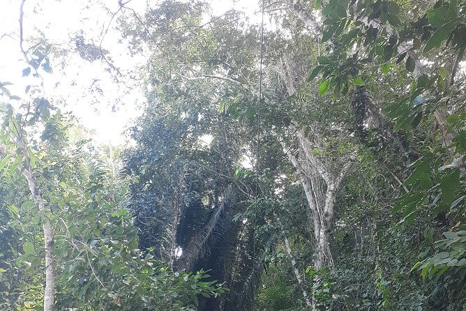 zipline-and-altun-ha-from-belize-city