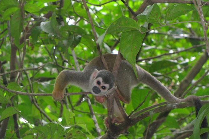 5-day-cuyabeno-amazon-eco-lodge-adventure