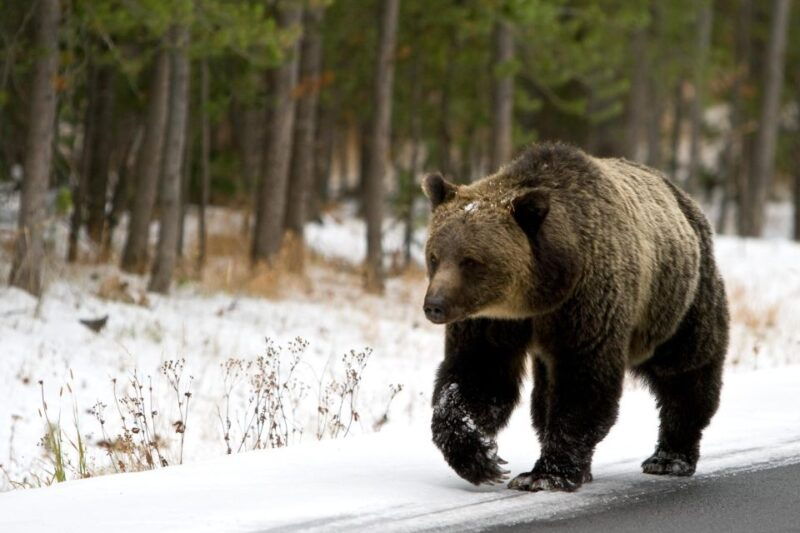 5-day-winter-yellowstone-wildlife-tour