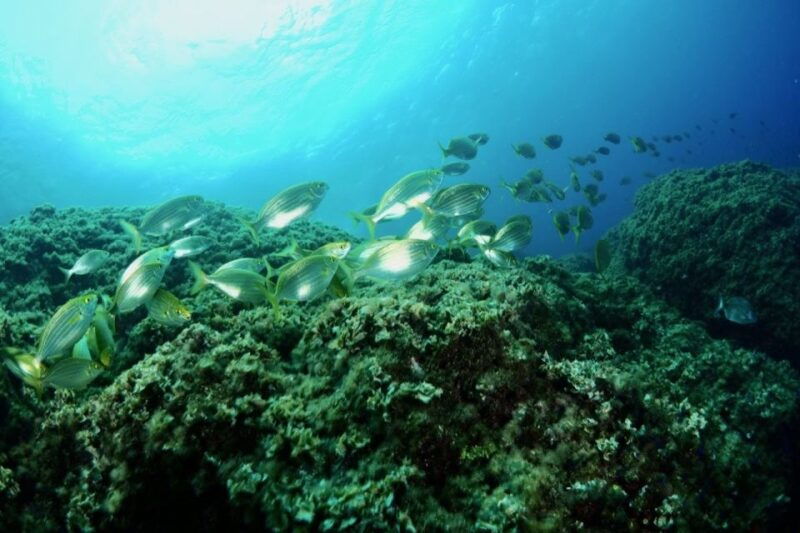 1-hour-snorkeling-tour-in-paraggi-bay-portofino