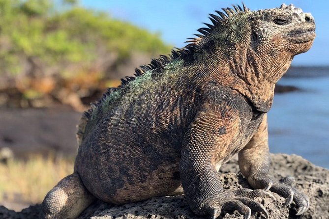 12-day-cusco-machu-picchu-galapagos-islands-tour