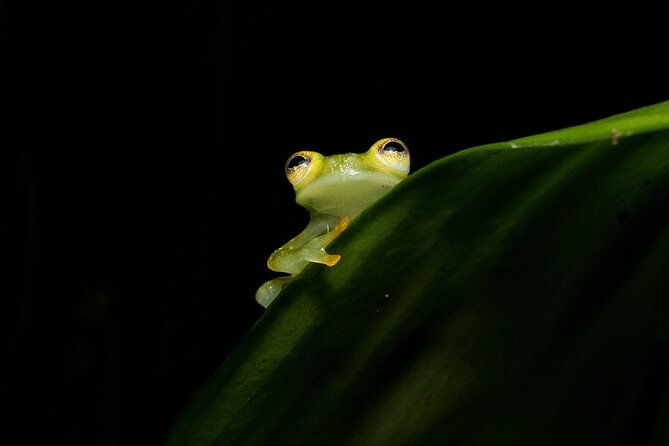 2-hours-night-walk-at-la-fortuna-with-tour-guide