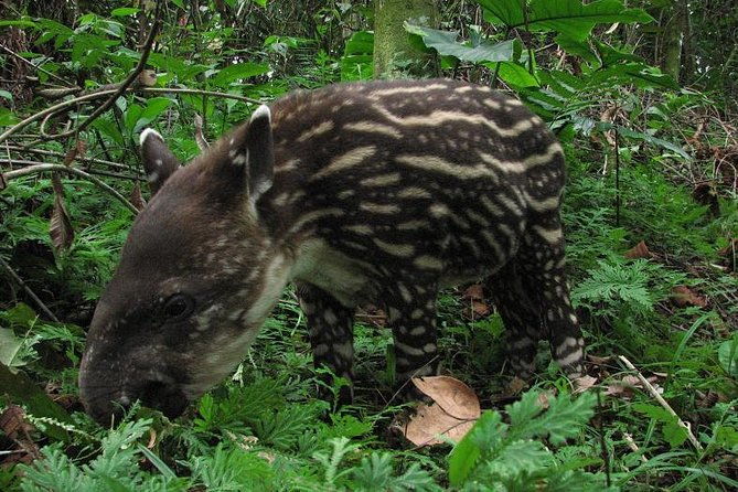 3-day-amazon-jungle-adventure-from-iquitos