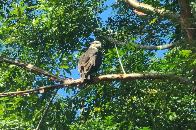3-hour-belize-birdwatching-guided-tour