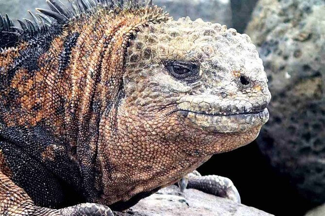 7-days-galapagos-island-hopping-tour-in-ecuador