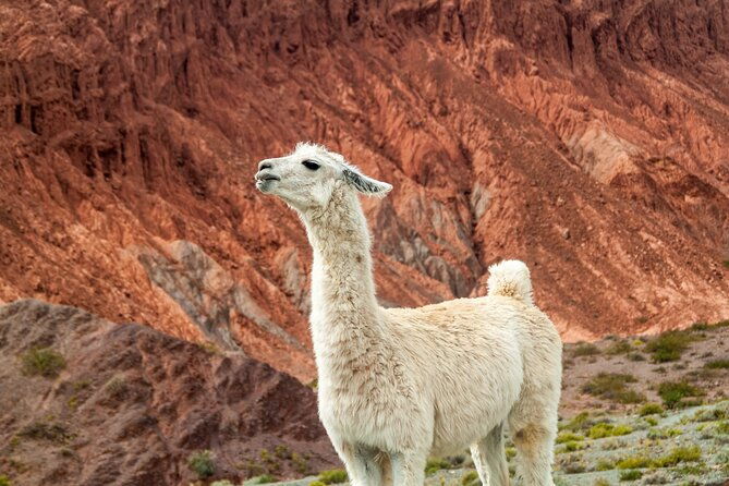 8-days-private-salta-and-the-north-west-luxury-tour-in-argentina