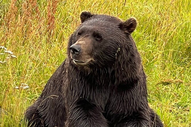 a-guided-alaskan-escape-wildlife-sanctuary-and-glacier-hiking