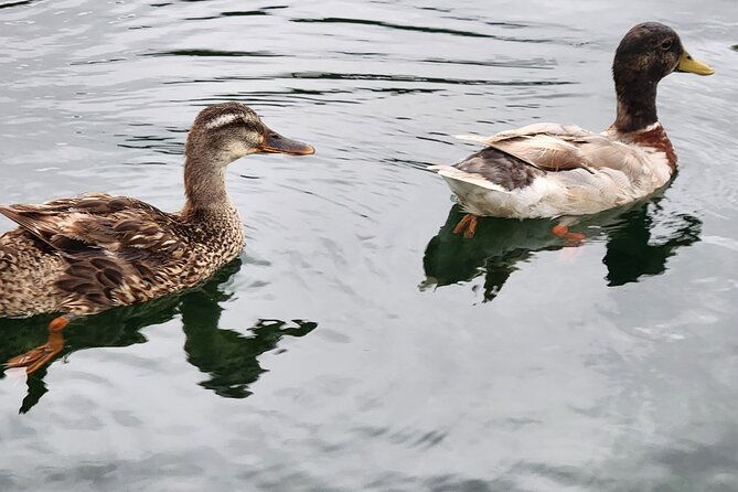 afternoon-crystal-river-ecological-boat-tour