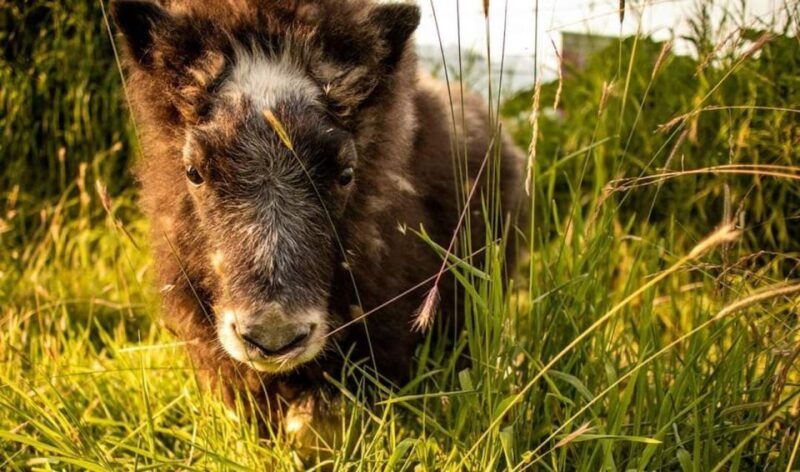 alaska-wildlife-conservation-center-admission-ticket