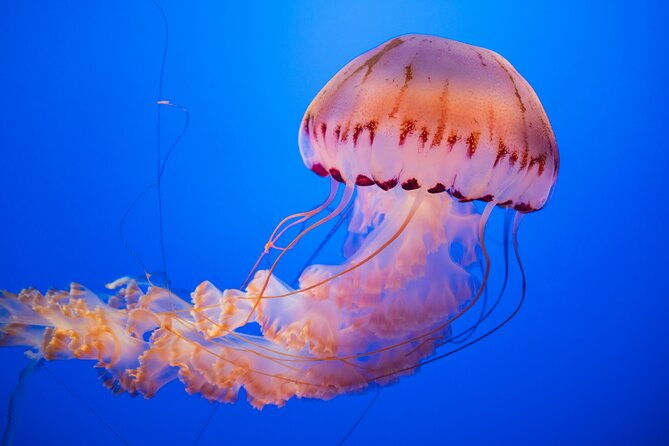 alcatraz-day-tour-and-aquarium-with-muir-woods-and-sausalito-tour