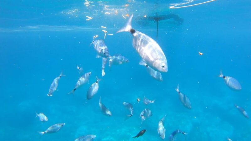 alghero-scenic-catamaran-cruise-with-lunch-and-snorkeling