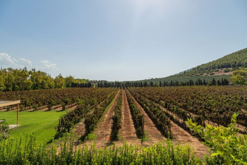 alghero-wine-and-olive-oil-tasting-at-a-local-farm