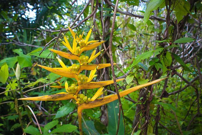 amazon-adventure-in-to-the-jungle-4d-3n-at-amazon-mamori-lodge