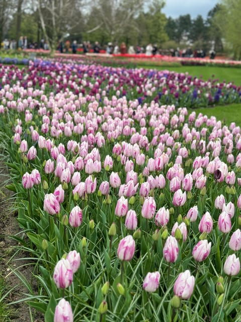 amsterdam-to-keukenhof-zaanseschans-private-tour