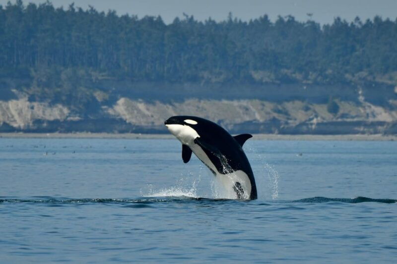 anacortes-whale-watching-adventure-tour-zodiac-boat