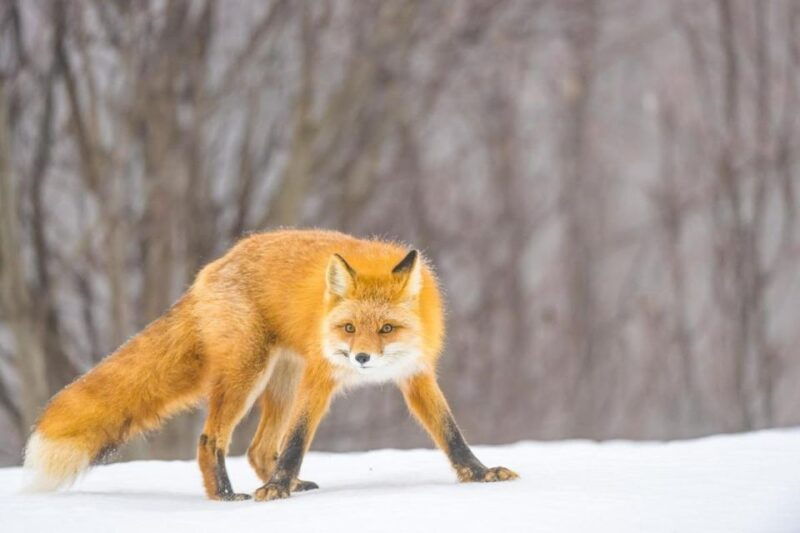 anchorage-winter-wonderland-photo-tour