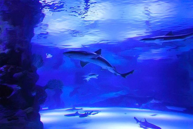 antalya-aquarium-tour-platinium-tour