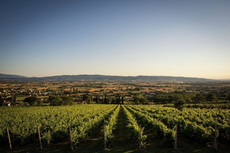 assisi-organic-winery-tour-with-tastings-typical-food