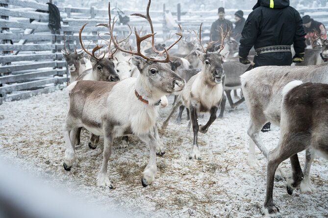authentic-reindeer-experience-in-the-wilderness-in-levi