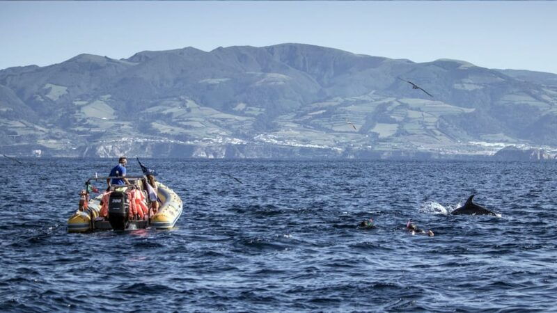 azores-swim-with-dolphins-atlantic-experience