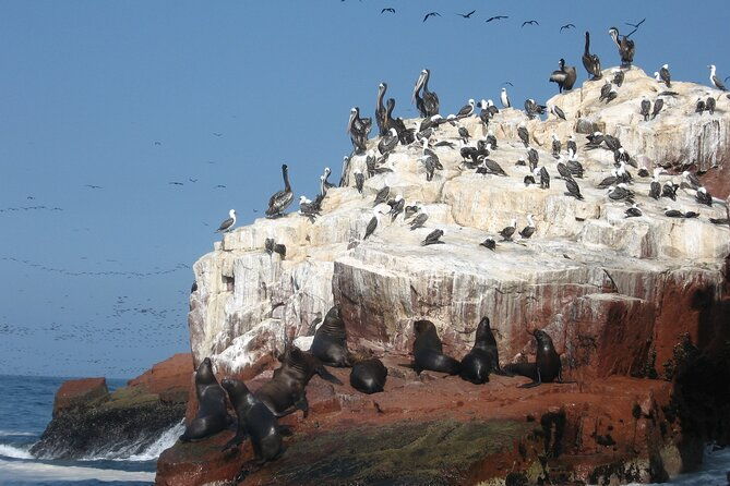 ballestas-islands-and-paracas-reserve-tour-from-san-martin-cruise