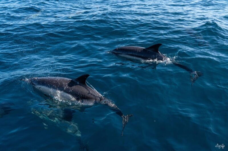 basque-country-dolphin-watching-boat-trip