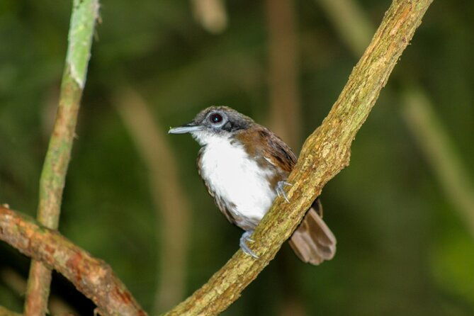 beautiful-birding-pipeline-road-from-amador-cruise-port-panama