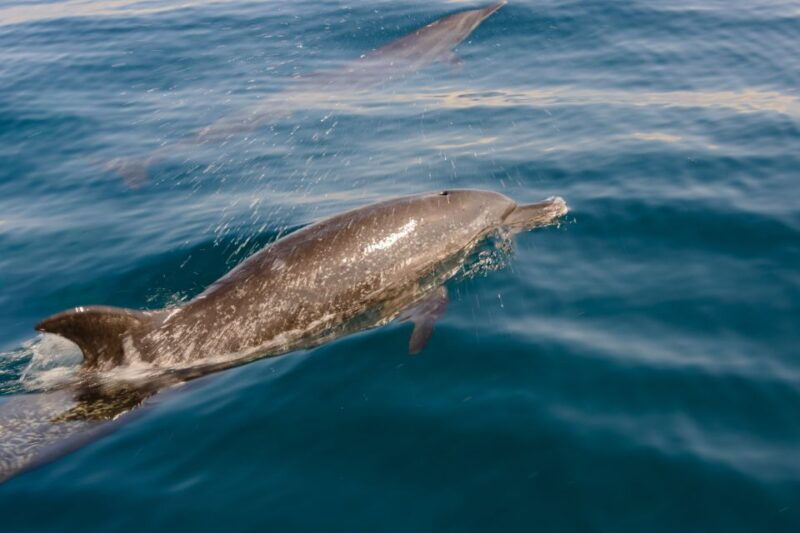 benalmadena-dolphin-watching-boat-tour