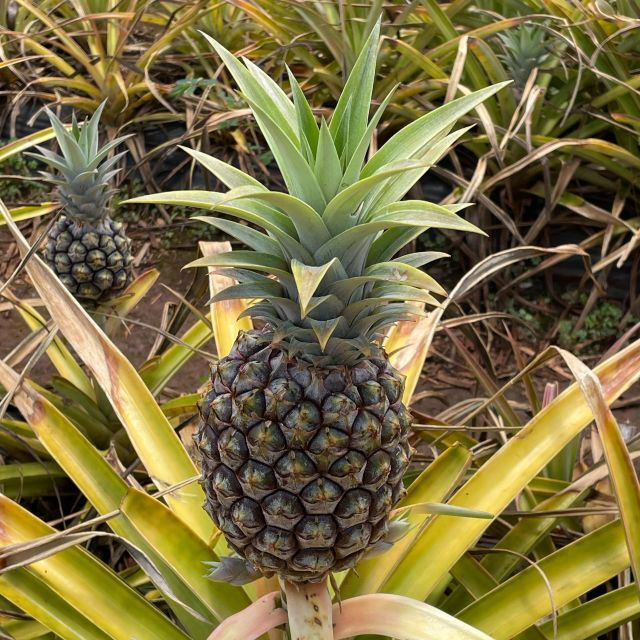 best-of-oahu-in-one-day