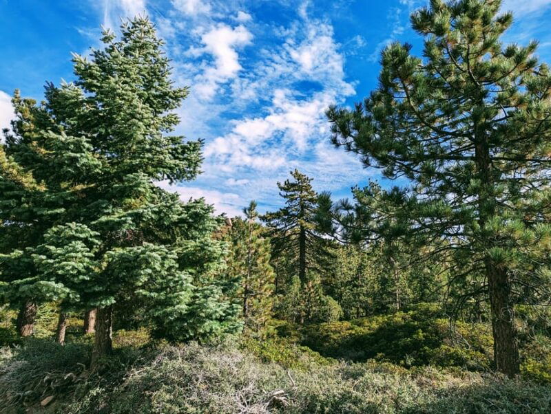 big-bear-family-friendly-nature-walk-w-hot-chocolate
