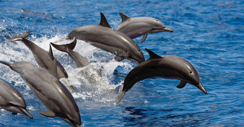 big-island-3-hour-waikoloa-snorkeling-sailing-adventure