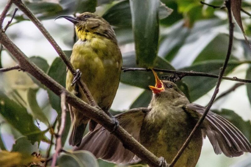 big-island-native-bird-watching-hiking-tour