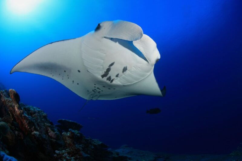 big-island-snorkel-with-manta-rays-manta-guarantee
