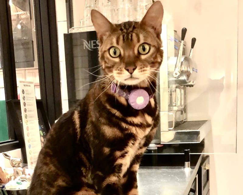 bilbao-30-minute-entry-ticket-to-a-cat-cafe