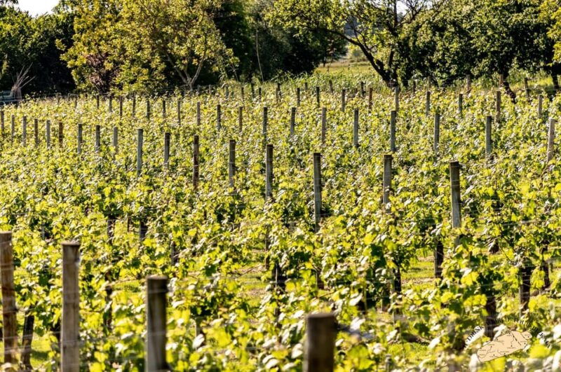 bilbao-txakoli-wine-tour-2