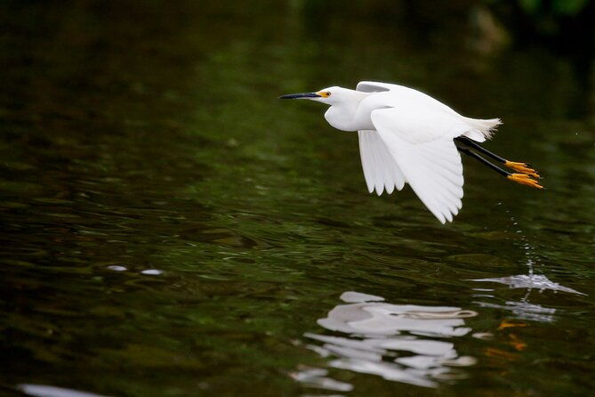 bird-watching-in-danube-delta-private-day-tour-from-bucharest