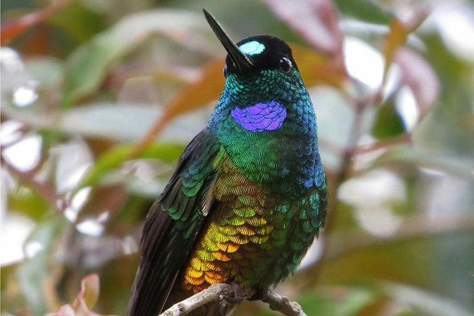 birdwatching-national-aviary-cartagena-de-indias