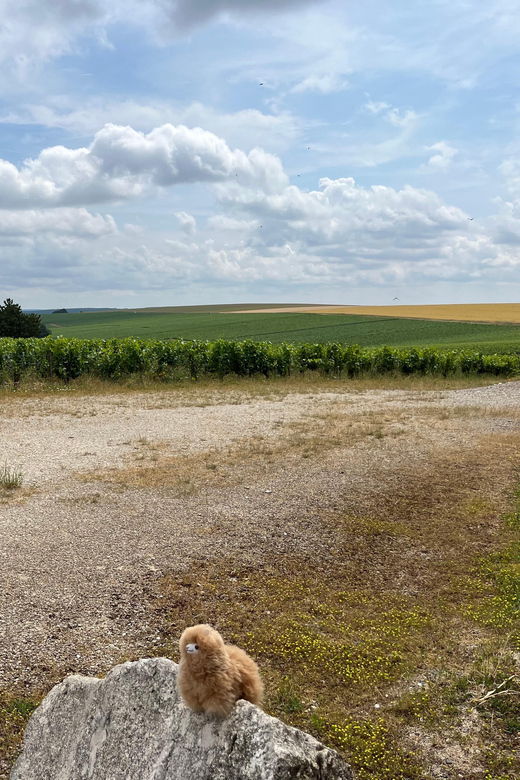 bordeaux-private-walking-tasting-tour
