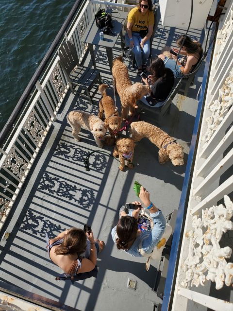 boston-scenic-harbor-cruise-dog-friendly