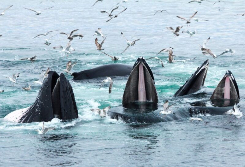 boston-whale-watching-catamaran-cruise