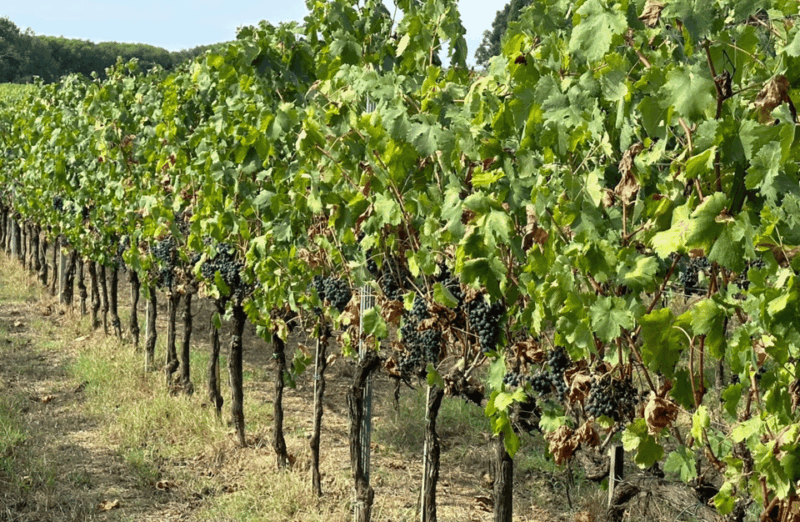 boutique-winery-visit-wine-tasting-near-arezzo