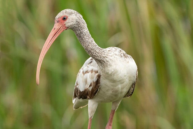 brazos-bend-wildlife-and-nature-tour
