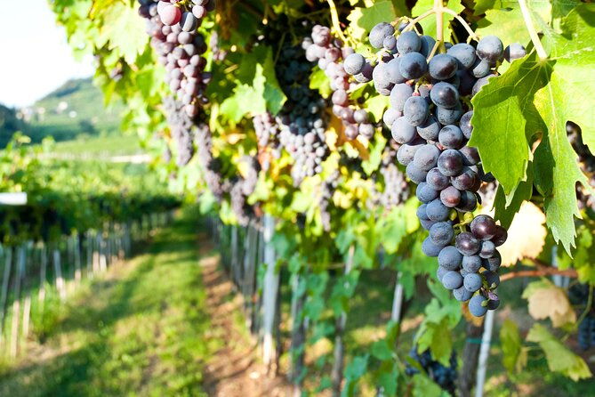 brunello-di-montalcino-wine-experience-from-siena