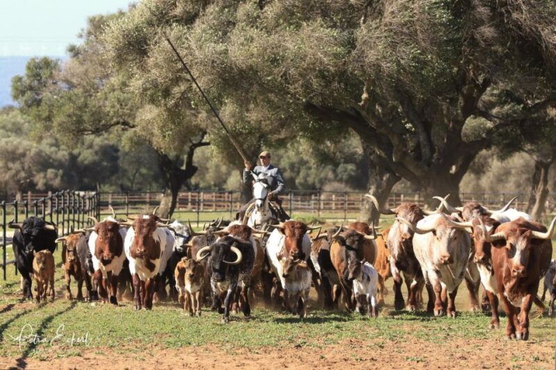 cadiz-andalusian-horses-and-bulls-country-show