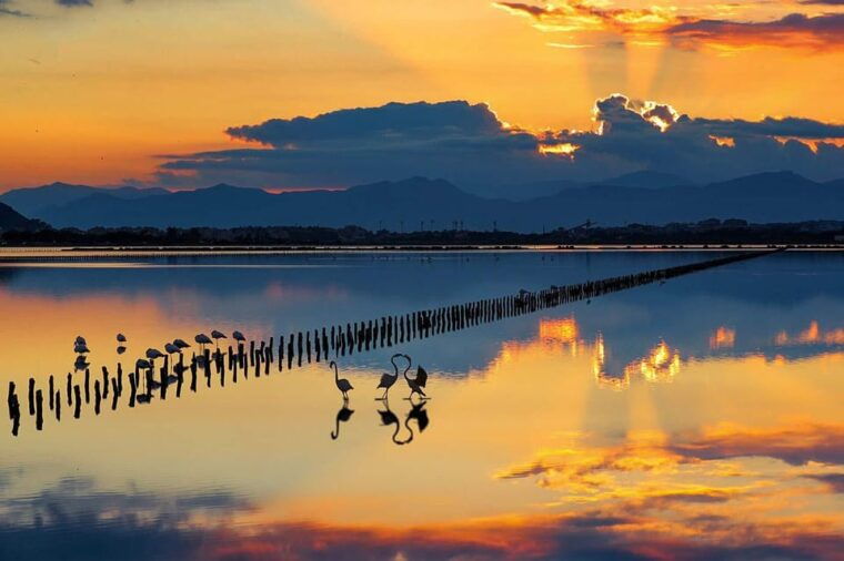 cagliari-city-tour-and-flamingos-park-by-minivan-and-walking