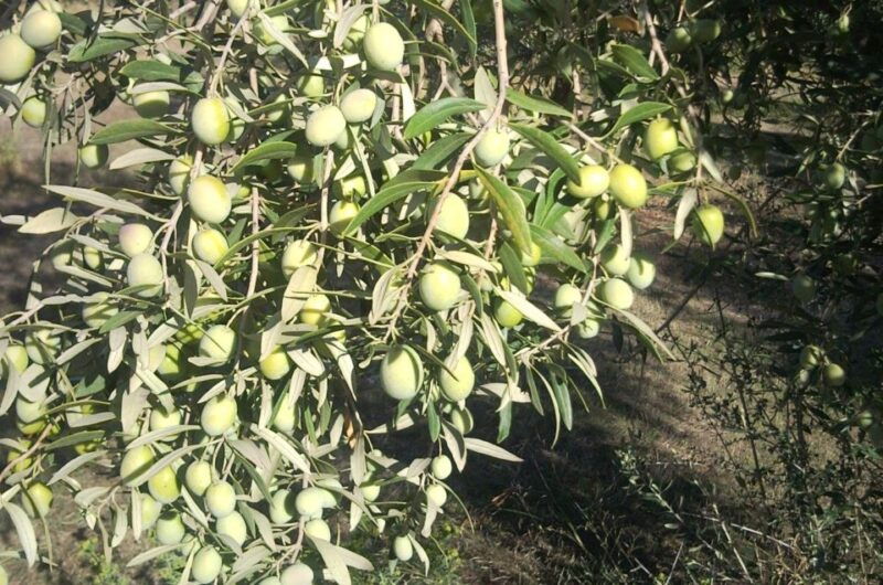 cagliari-exclusive-extra-virgin-olive-oil-tour-at-museum