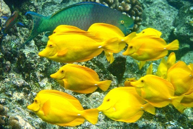 captain-cook-snorkeling-cruise-departs-from-honokohau-harbor