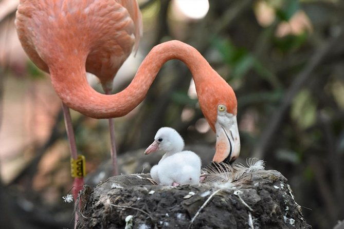 cartagena-private-aviary-tour