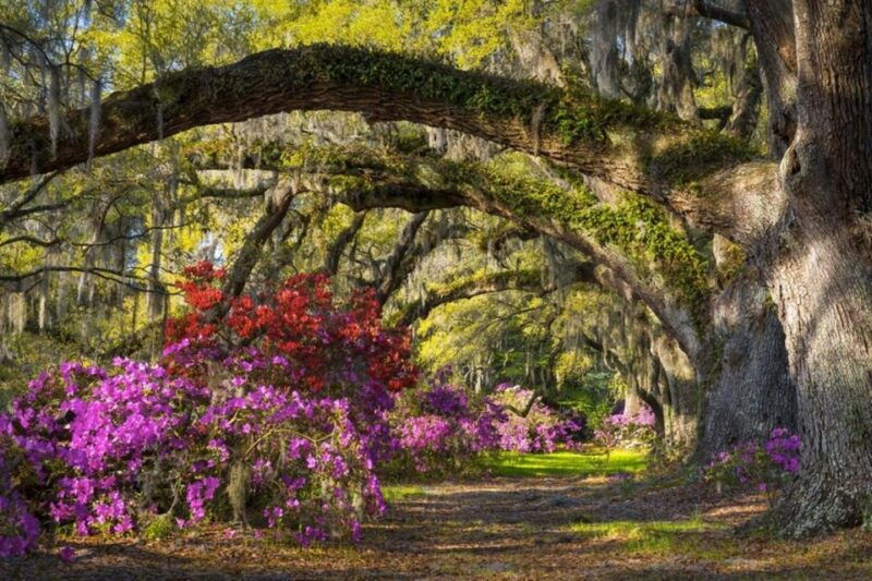 charleston-historic-city-tour-magnolia-plantation-combo