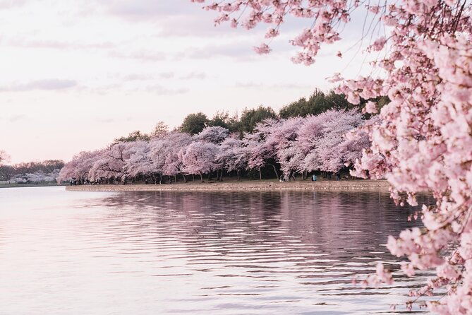 cherry-blossom-private-bus-tour-of-washington-dc